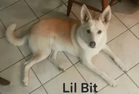 Lil Bit photo 2