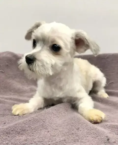 Dylan