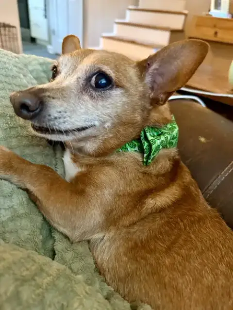 Senor Pickles