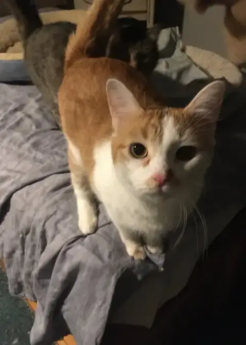 Buttercup Bonded With Shelly photo 2