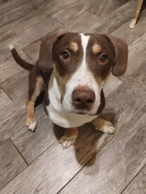 Harlow-Adopted 5/10/26