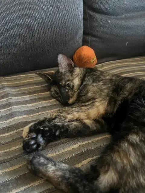 Penny photo 4