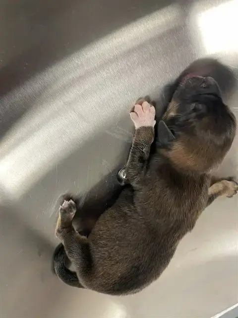 Tank