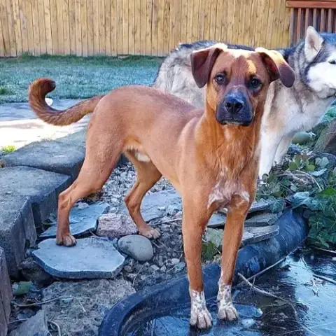 Simon