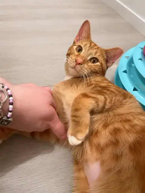 Churo =^.^= photo 4