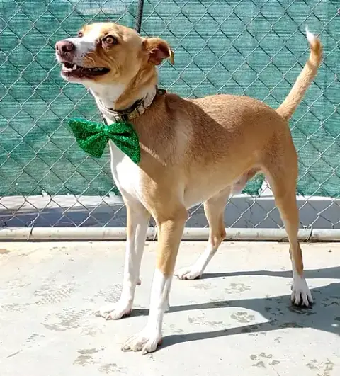 Milo