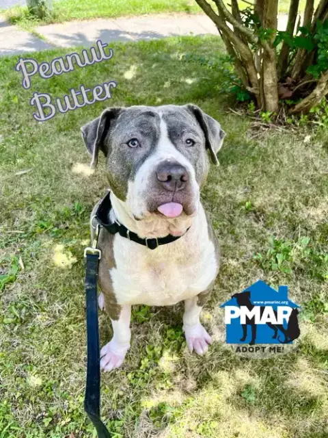 Peanut Butter photo 2