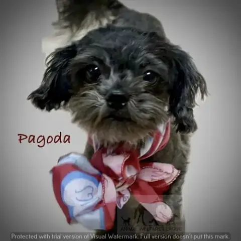 Pagoda