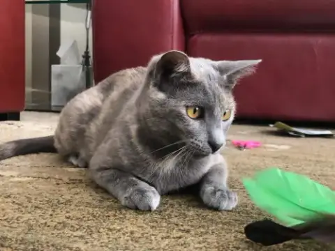Greta