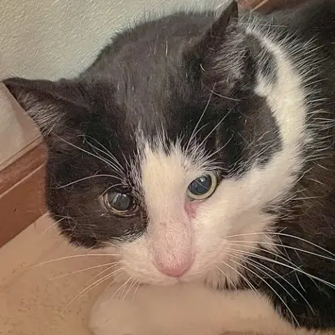 Marvin