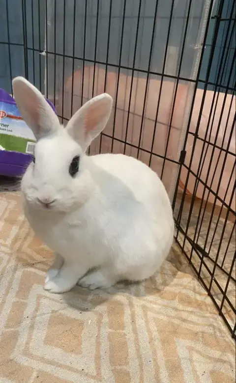Luna'S Mars Rabbit