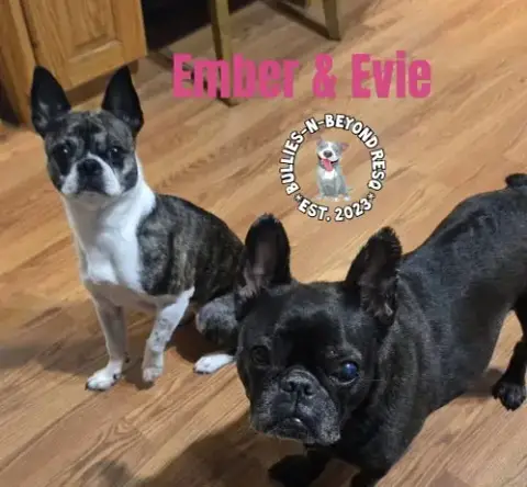 Evie photo 2
