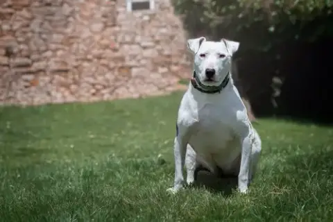Moo