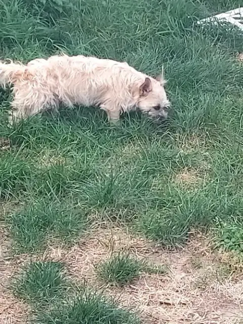 Kenzie A Cairn Terrier Mix Female photo 3