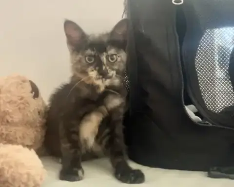 Katina