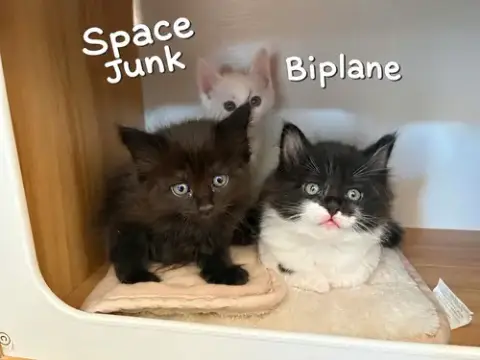 Space Junk