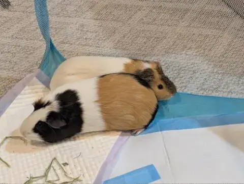 Speedy And Fluffy photo 5