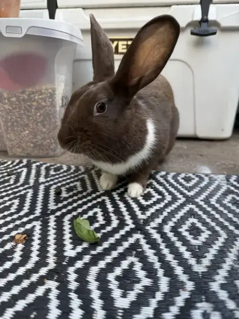 Bunny