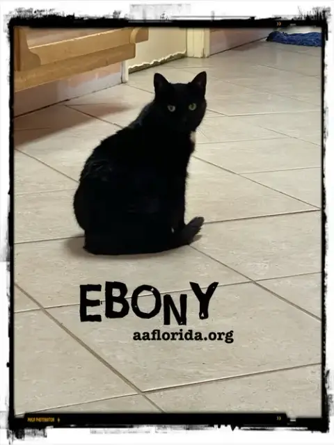 Ebony *Cyd photo 4