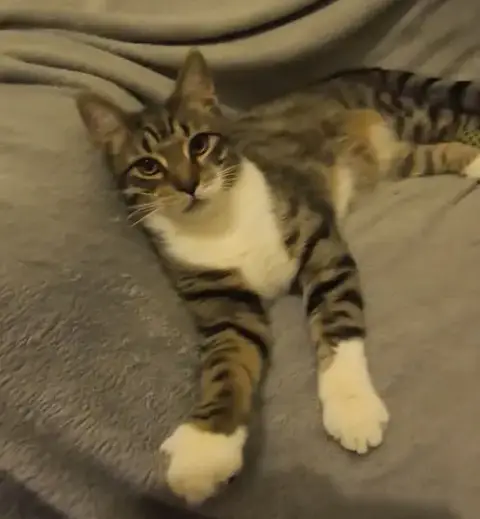 Colby Jack
