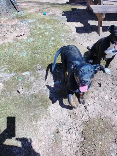 Male Pitweiler (Courtesy Post) photo 2