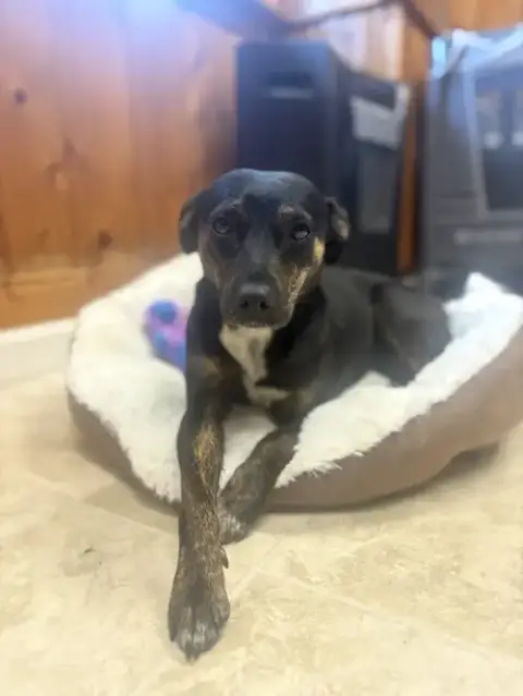 Darla