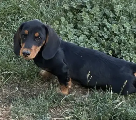 Odie photo 4