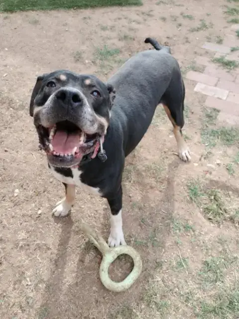 Draco