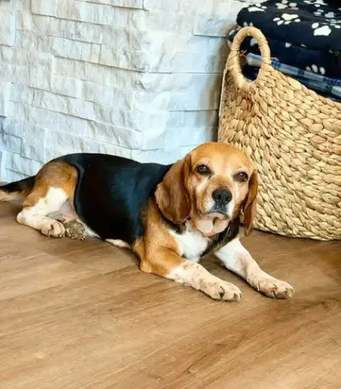 Sadie photo 2