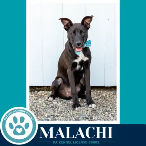 Malachi