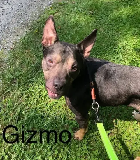 Gizmo photo 2