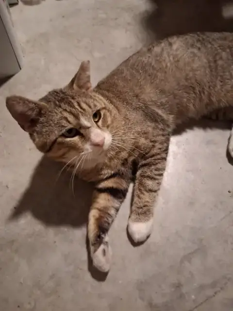 Timber