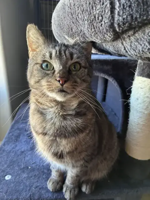 Bobbi