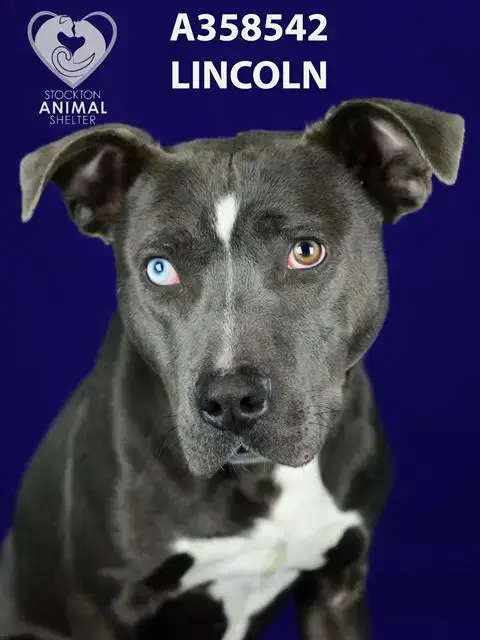 Lincoln