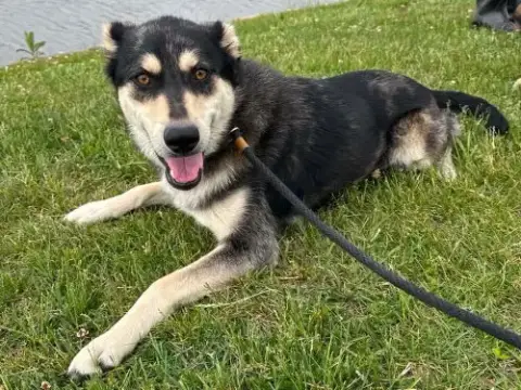 Stella photo 4