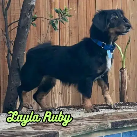Layla Ruby photo 3