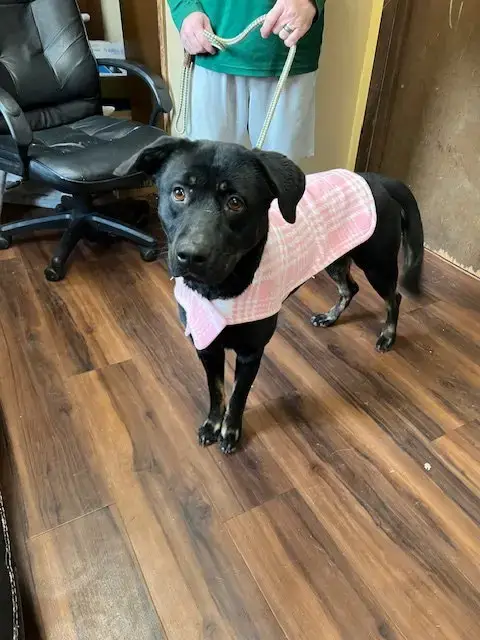 Female Black Lab photo 3