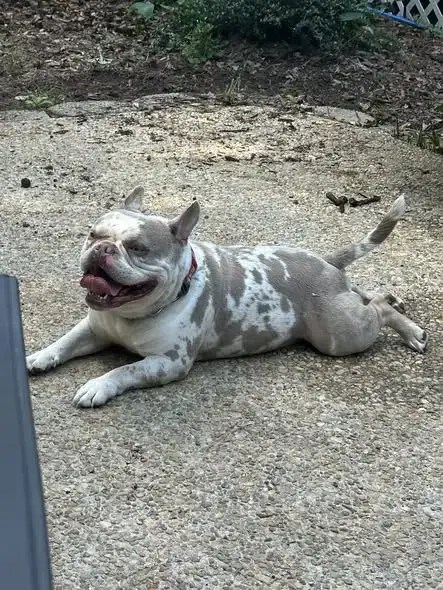 Porky photo 2