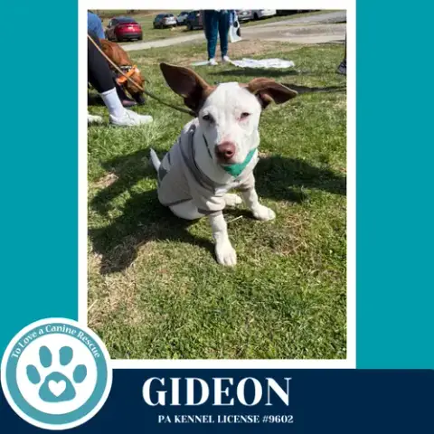 Gideon photo 4