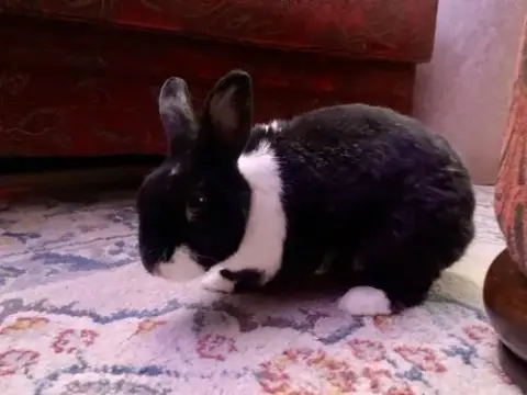 Lizi photo 2