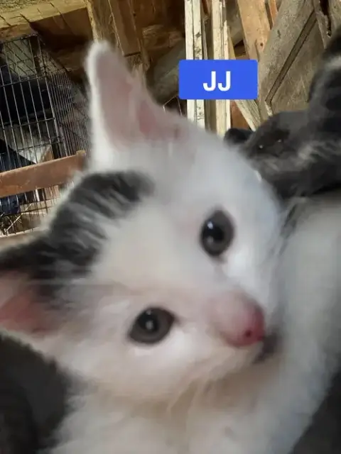 Jj photo 2