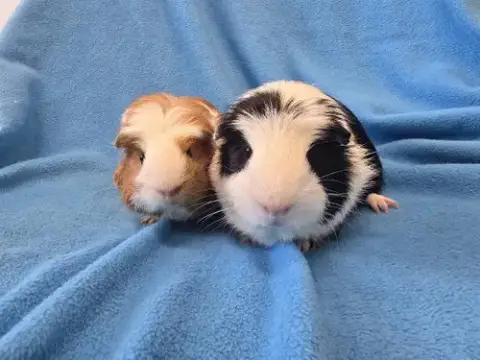 Mai & Bugsby photo 3