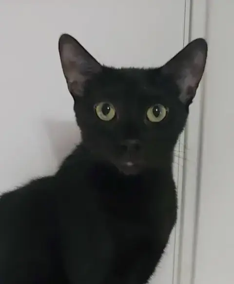 Ivy