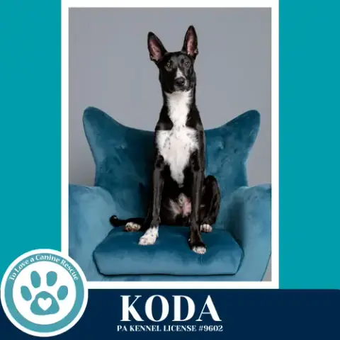 Koda 101125 photo 3