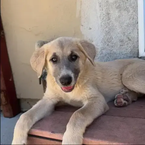 Athena