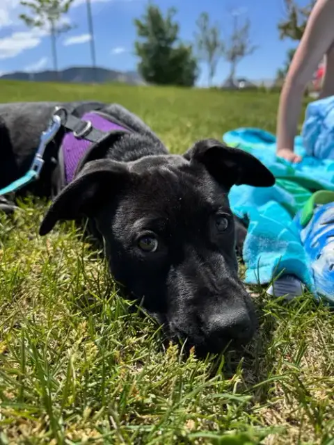 Blue Arlo photo 3