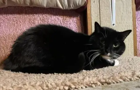 Tux photo 4