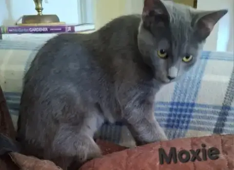 Moxie photo 4