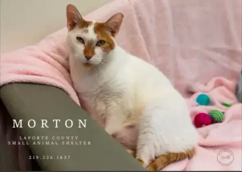 Morton