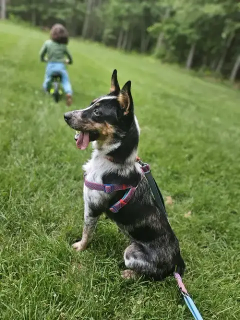 Callie photo 2